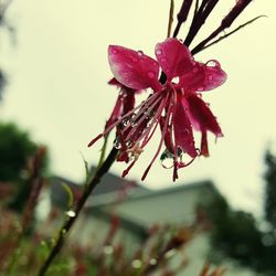 Close-up of pink flower