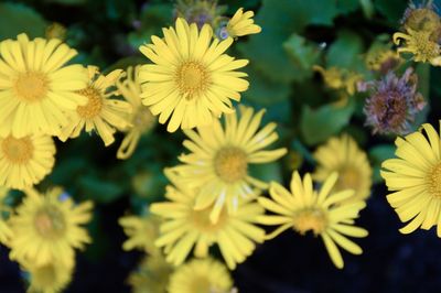 Close-up of yellow flowering plants in park