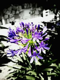 Close-up of purple flowers blooming outdoors