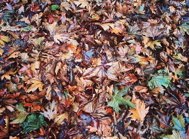 autumn, leaf, change, leaves, season, dry, full frame, fallen, high angle view, abundance, backgrounds, nature, field, falling, day, maple leaf, outdoors, tranquility, no people, natural pattern