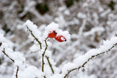Close-up of red rose in winter