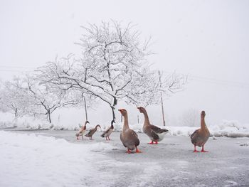 Flock of birds on snow covered landscape