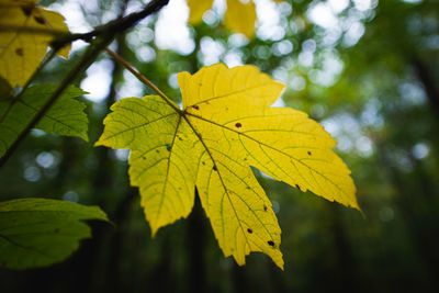 Close-up of maple leaves