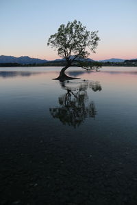 Tree by lake against sky during sunset