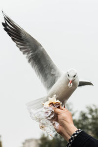 Low angle view of human hand feeding bird