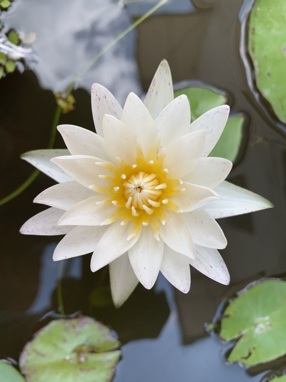 CLOSE-UP OF WHITE FLOWERING PLANT