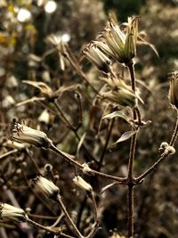 Close-up of wilted plant