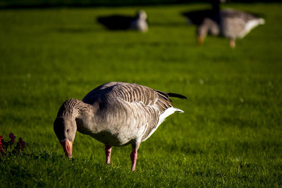 Bird on grassy field