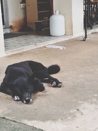 High angle view of puppy sleeping outdoors