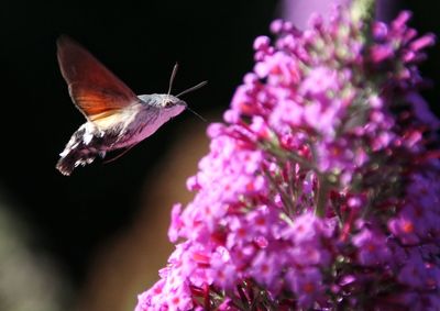 Close-up of butterfly pollinating on pink flower