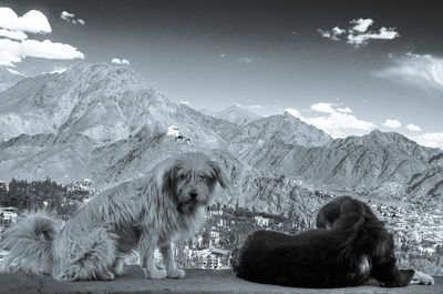 Dog on mountain against sky during winter