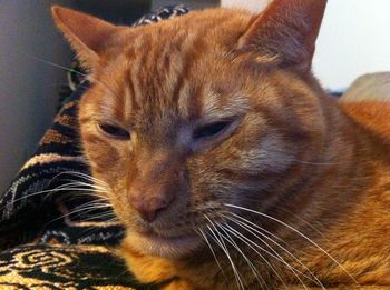 Close-up of a cat