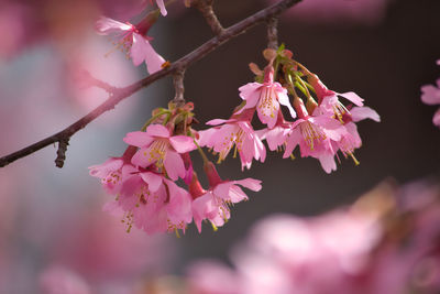 Close-up of pink cherry blossom