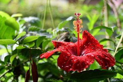 Close-up of wet red flower