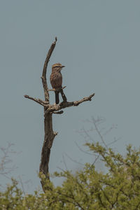 Low angle view of eagle perching on tree