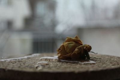 Close-up of dry leaves on table