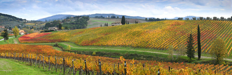 Scenic view of vineyard against sky