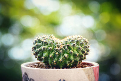 Close-up of succulent plant