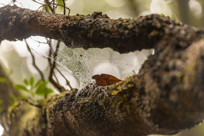 Close-up of snow on tree trunk