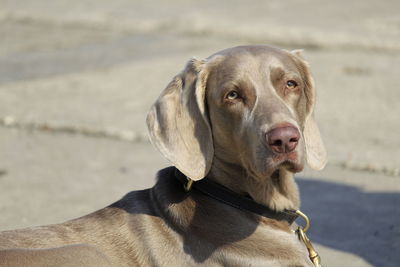 Close-up portrait of dog on beach