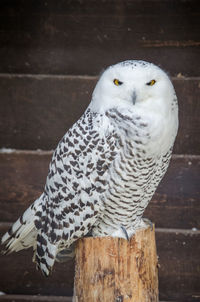 Close-up portrait of owl perching on wood