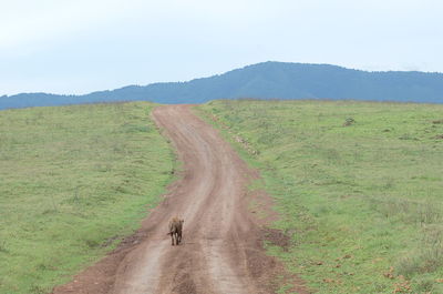 Road amidst agricultural field against sky