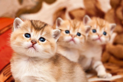 Three cute golden british kittens sit one after another