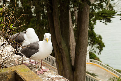 High angle view of sea gulls perching on trail