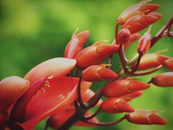 Close-up of red chili peppers on plant