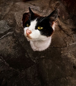 Close-up of cat looking away