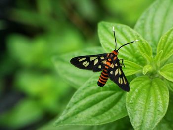 Butterfly perching on leaf