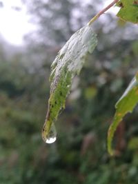 Close-up of snow on plant