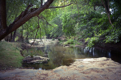 Scenic view of forest