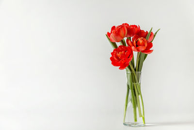 Close-up of red rose against white background