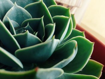 Close-up of succulent plant