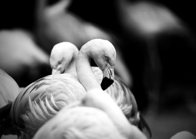 Flamingos at zoo