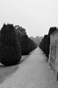 Footpath amidst trees on field against clear sky