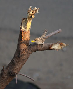 Close-up of driftwood on tree trunk