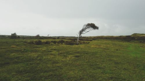 Scenic view of field against clear sky