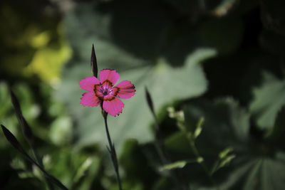 Close-up of pink flowering plant