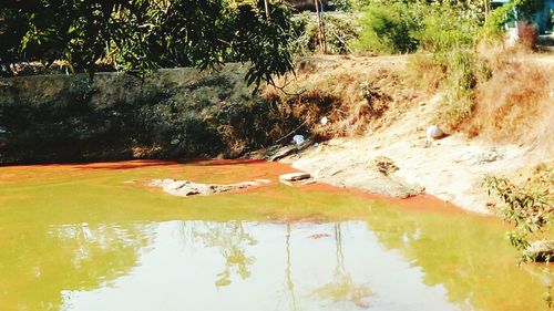 Scenic view of sea by trees