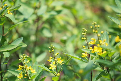 Close-up of yellow flowering plant on field