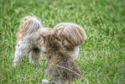 Rabbit on grassy field