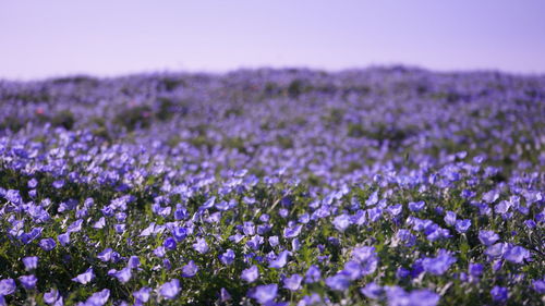 Close-up of purple flowering plants on field