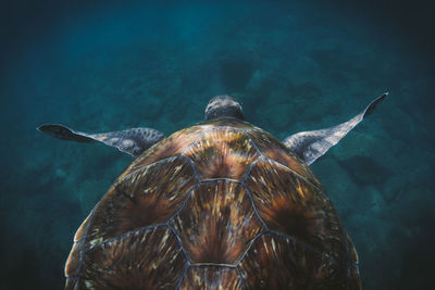 Close-up of turtle swimming in sea