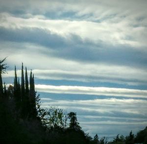 Low angle view of silhouette trees against sky