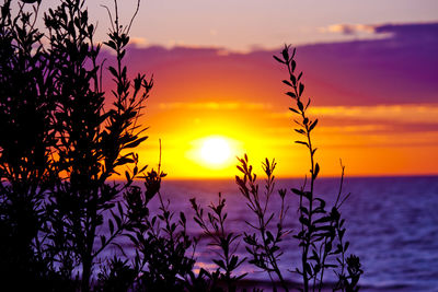 Silhouette plants by sea against orange sky