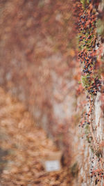 Close-up of tree