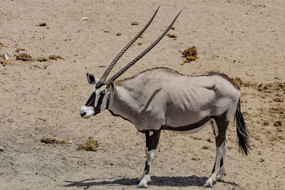 A oryx in etosha, a national park of namibia