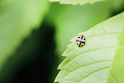 Close-up of ladybug on leaf